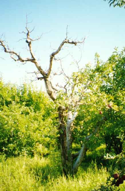 farm oldtree